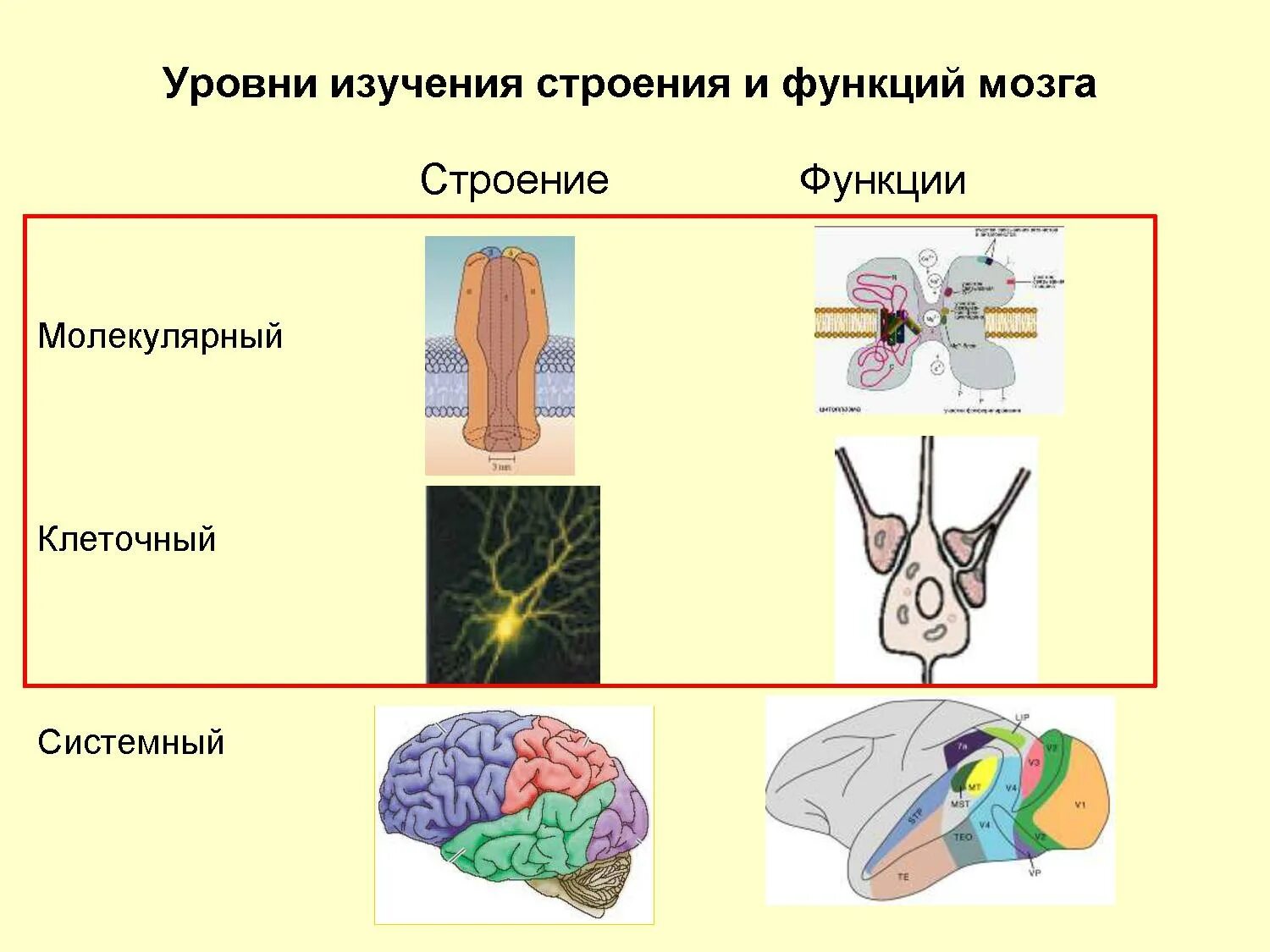 Мозг передается. Молекулярно-клеточный уровень функционирования мозга.. Молекулярный уровень исследования головного мозга. Молекулярно-клеточный уровень функционирования мозга кратко. Функциональный элемент мозга.