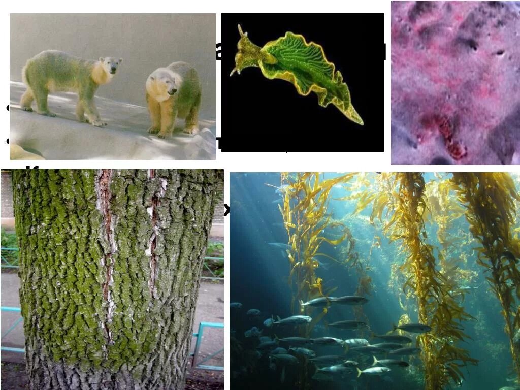 Фукус среда обитания водная. Местообитание водорослей. Среда обитания водорослей. Приспособление водорослей. Ламинария обитание.