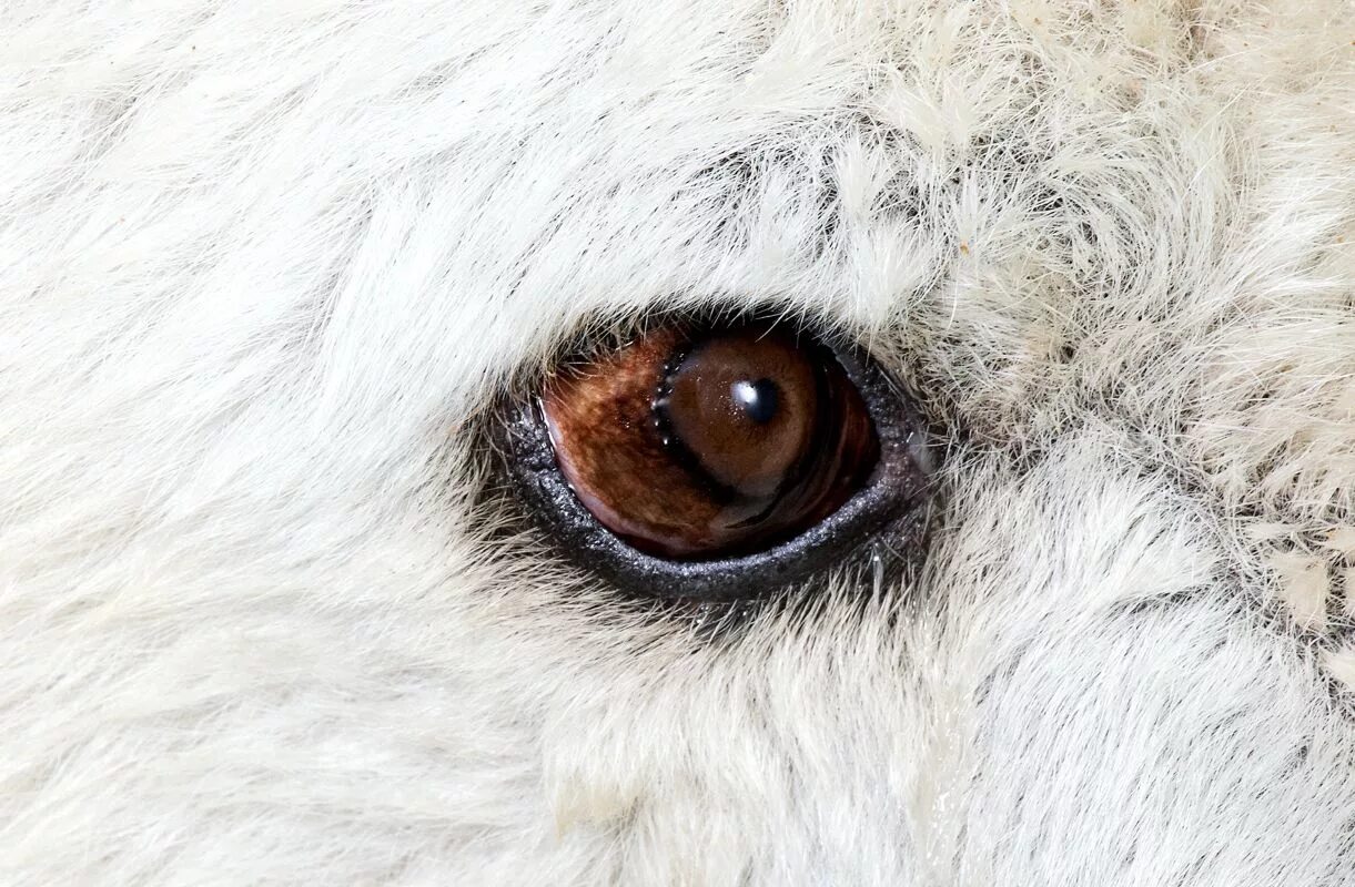 Зрачки медведя. Глаза белого медведя. Какого цвета глаза у белых. Глазно-кожный альбинизм-а2. Какого цвета глаза у белых.