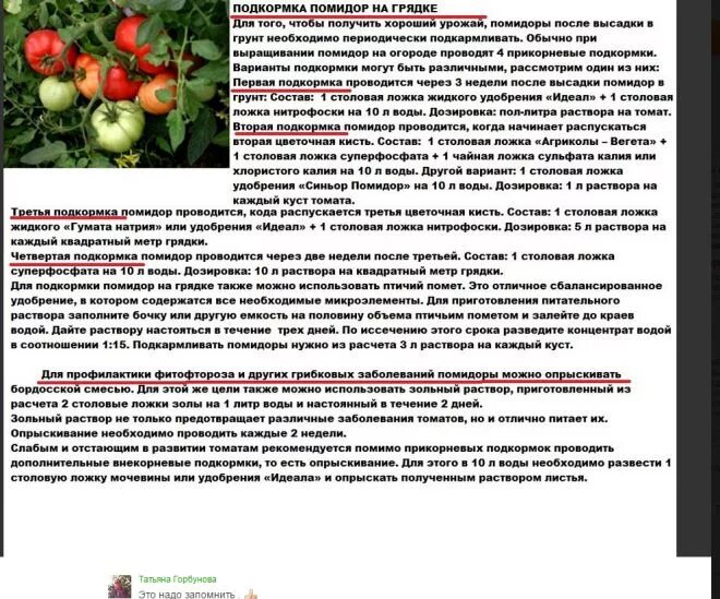 Можно ли удобрять помидоры. Схема обработки томатов удобрениями. Схема подкормки томатов от рассады до сбора урожая. Схема подкормки томатов и перца и огурцов. Схема подкормки томатов в открытом грунте.