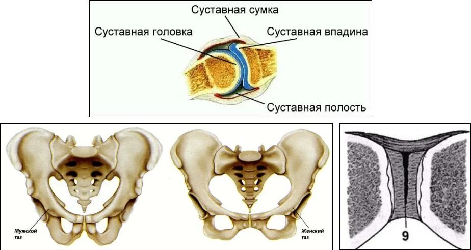 Прерывные соединения костей. Прерывистые соединения костей. Непрерывные соединения костей. Соединение костей. Прерывное соединение кости.