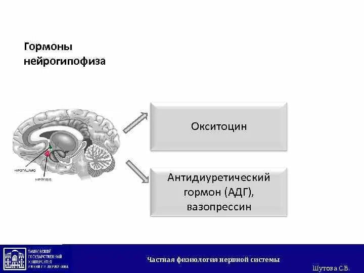 Гормоны гипофиза окситоцин. Нейрогипофиз гормоны и функции. Гормоны гипоталамуса и нейрогипофиза. Нейрогипофиз регуляция. Регуляция секреции гормонов нейрогипофиза.