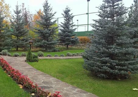 Фото елей на участках