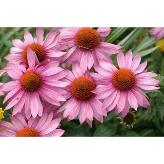 Эхинацея пурпурная echinacea purpurea
