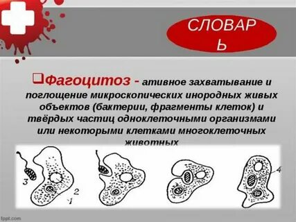 Пиноцитоз амебы