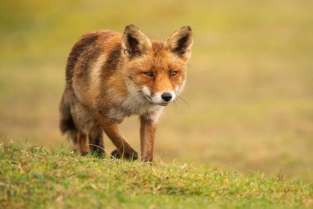 Fox cock. Лисьи лапки. Лиса лапы. Лиса картинка. Лисья лапа.