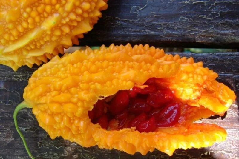 Липкий плод. Mamey sapote что это. Дерево с зелеными плодами. Зелёный фрукт круглый. Ланкастерский орех дерево.