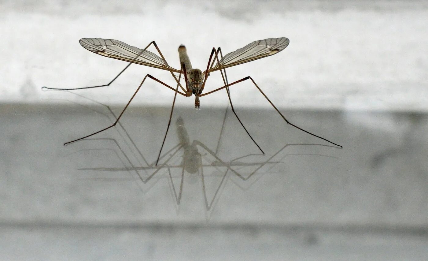 Комар большой как называется с длинными. Малярийный комар долгоножка. Большой комар. Комар гигант - долгоножка. Долгоножка кольчатая.