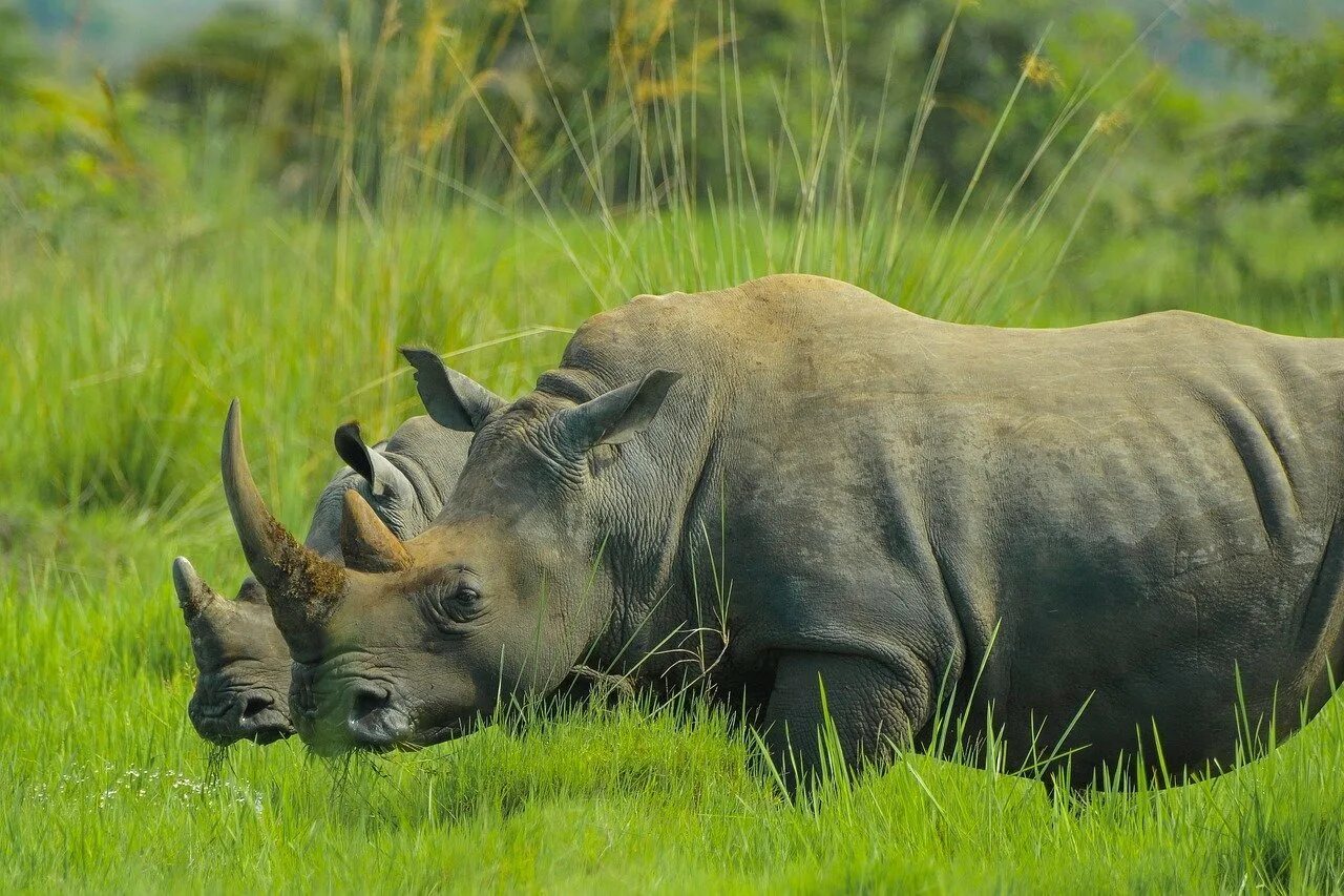 Фауна Танзании носороги. Ziwa Rhino Sanctuary. Носорог Уганда. Западноафриканский черный носорог.