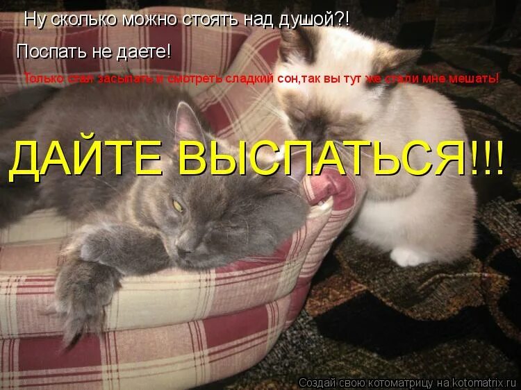 Как так можно спать. Давай спать картинки. сколько можно спать. день любителей поспать картинки.