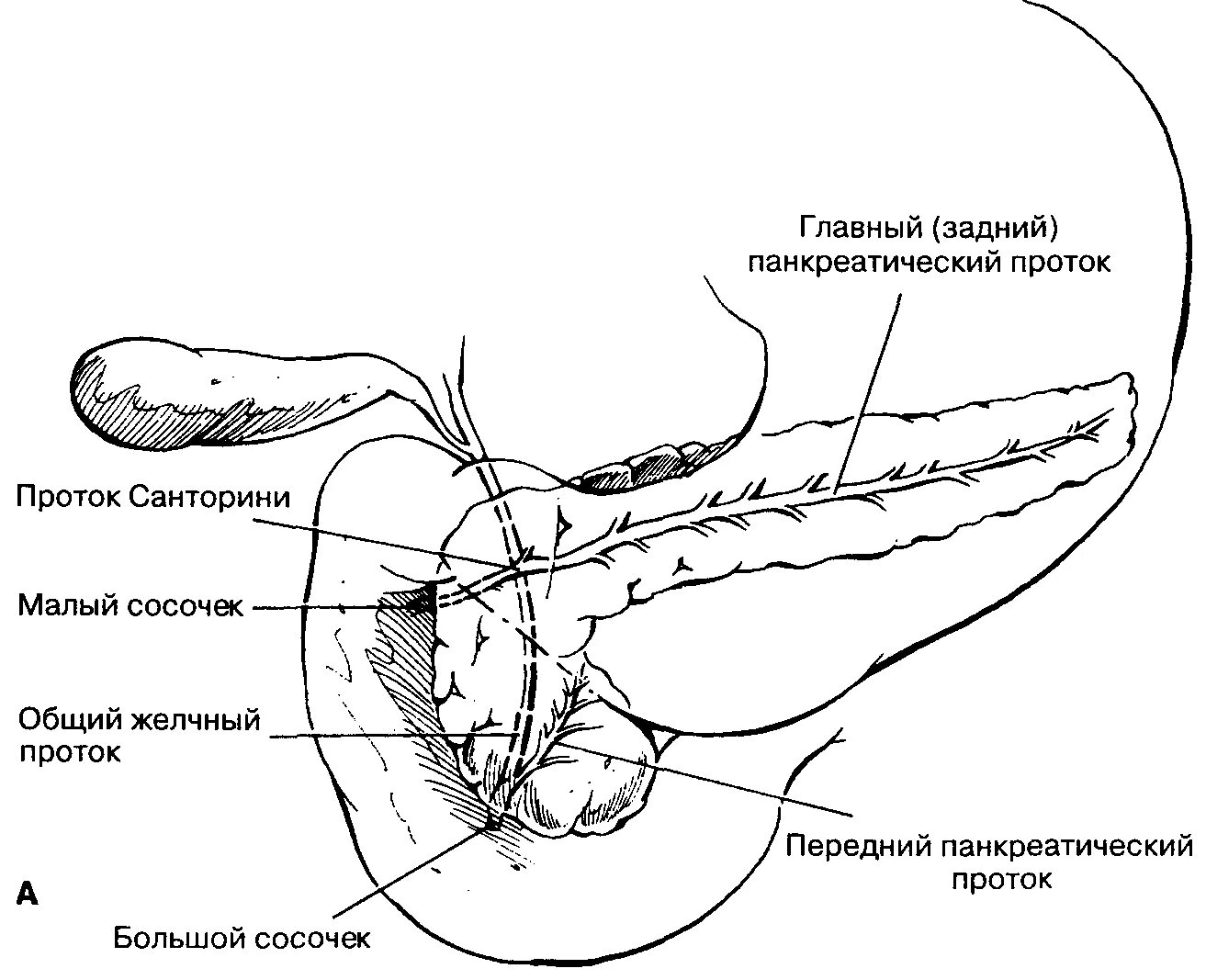 Вирсунгов проток это. Строение протоков поджелудочной железы. Протоковая система поджелудочной железы. Санториниев проток поджелудочной железы. Строение протока поджелудочной железы.