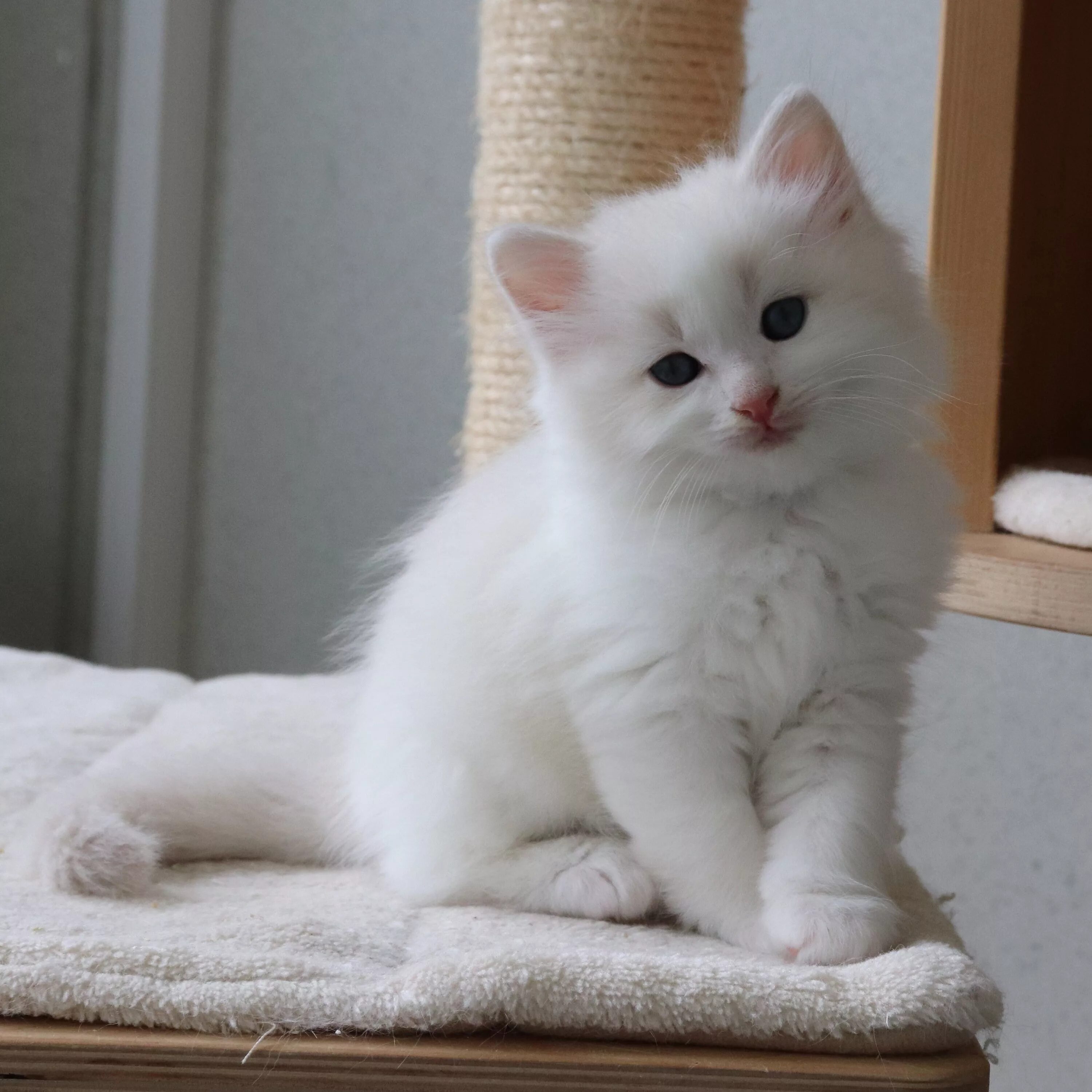 Сибирская ангора альбинос. Рэгдолл + турецкая ангора котенок. Чисто белые котята. Домашние котята белые. Белая киса