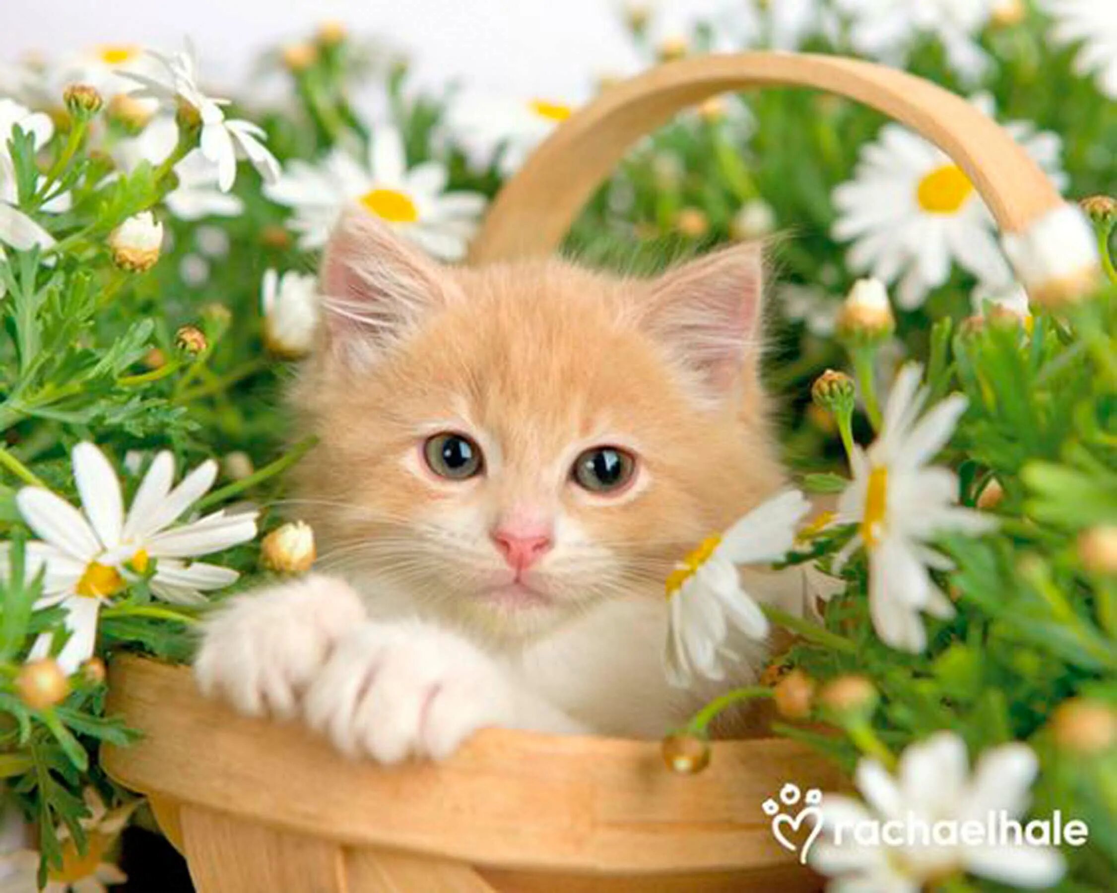 Ромашковая кошка. Котенок в ромашках. Рыжий котик с ромашкой. Котенок в цветах. Летние котята.