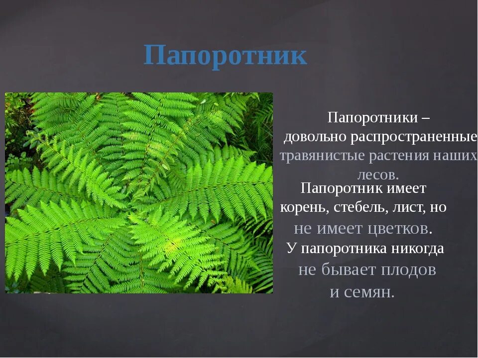 Приведите по три примера растений папоротники покрытосеменные. Папоротник Щитовник Лесной. Щитовник папоротник описание. Папоротники биология кратко. Папоротник описание растения.