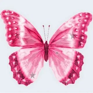Papillon rising