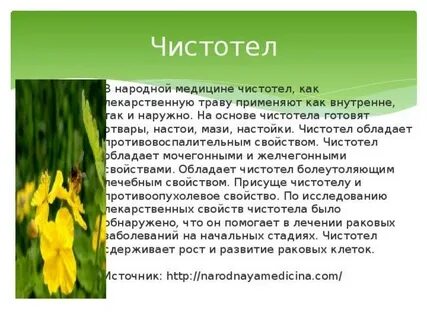 Свойства чистотела применение
