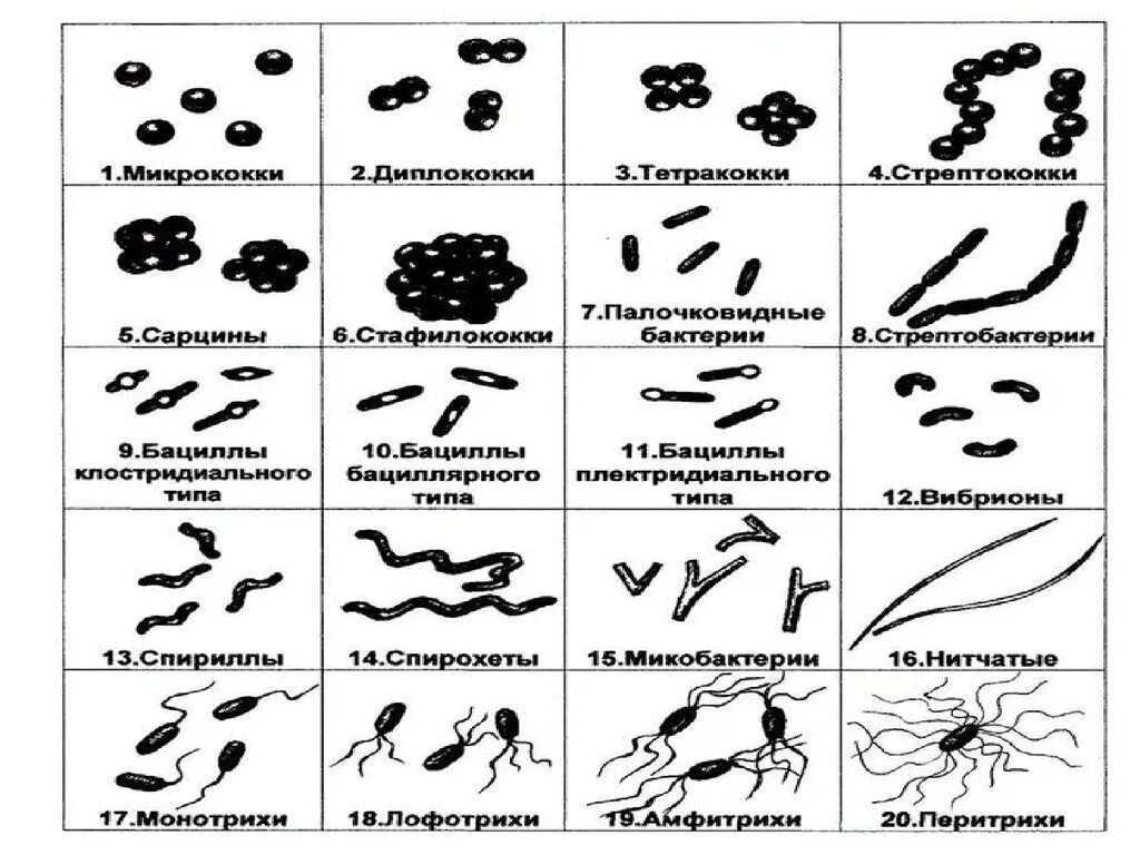 S форма бактерий. Вибрионы стафилококки бациллы спириллы. Микрококки диплококки стрептококки сарцины стафилококки. Форма бактерии кокки. Морфологические формы микроорганизмов микрококки.