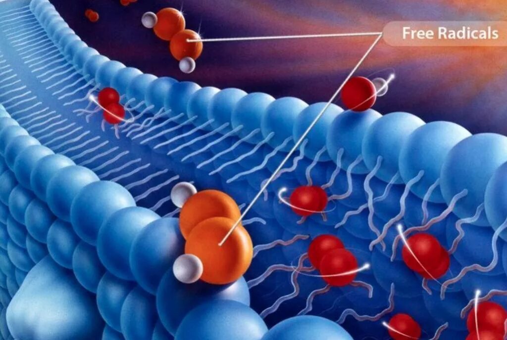 Вещества разрушающие клетку. Клетка организма мембрана. Свободные радикалы повреждают мембраны клеток. Разрушение мембраны клетки. Разрушение клетки свободными радикалами.