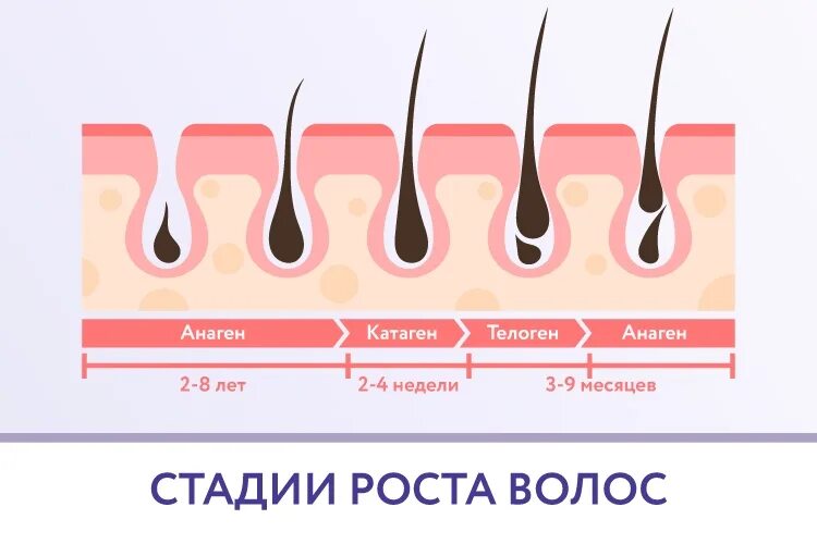 Результаты роста волос. Этапы роста волос. Цикл роста волос. Для роста волос. Схема роста волос.