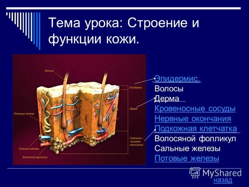 Структуры кожи и их функции. Структура клеток кожи человека. Структура кожи биология 8 класс. Строение и функции кожи таблица. Строение и функции кожи.