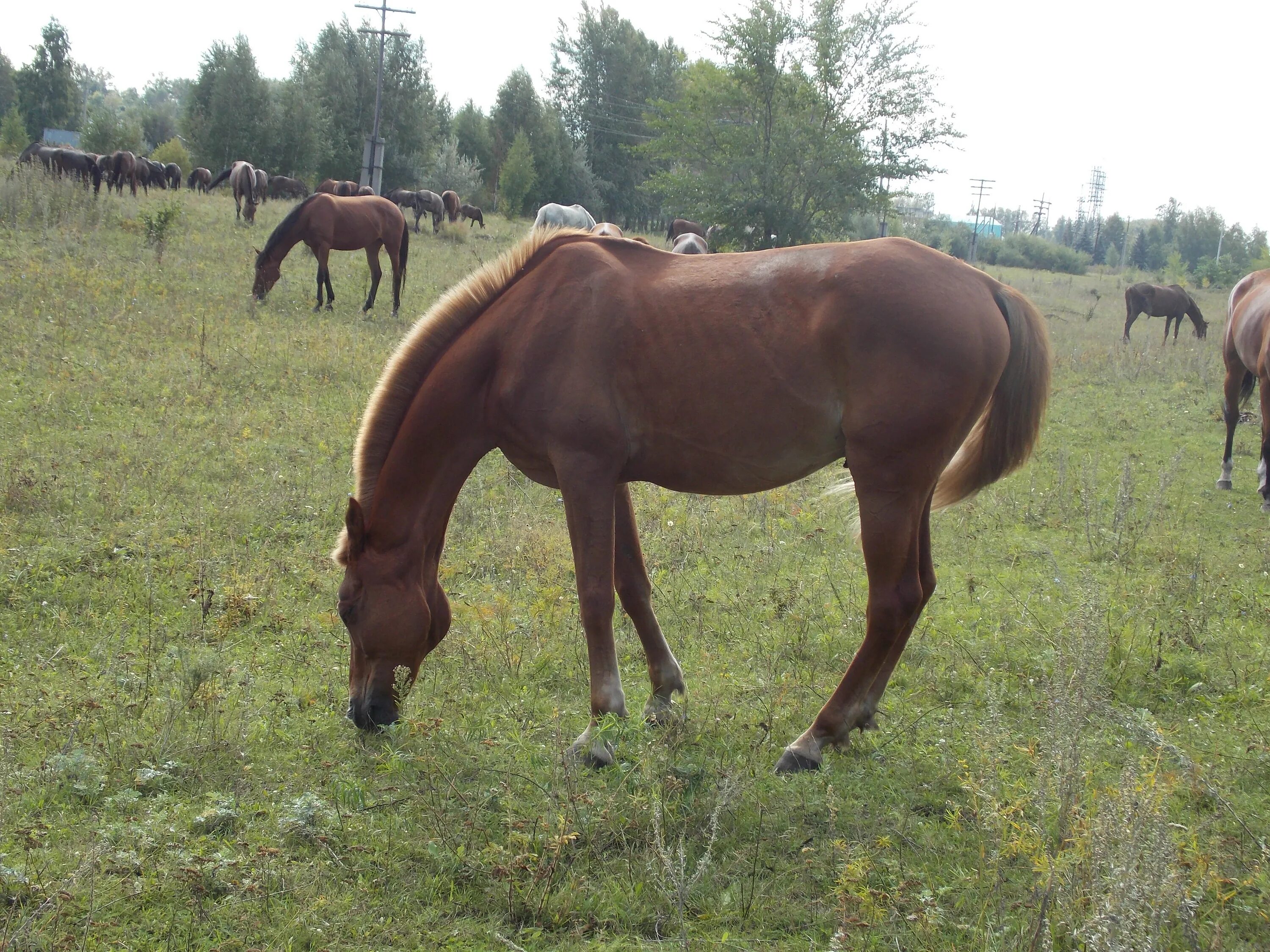 Лошадь в колхозе. Колхозных лошадей. Обычная колхозная лошадь. Колхозная лошадь. Деревенская конюшня.