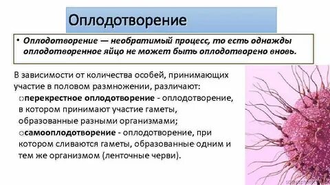 Определение термина оплодотворение