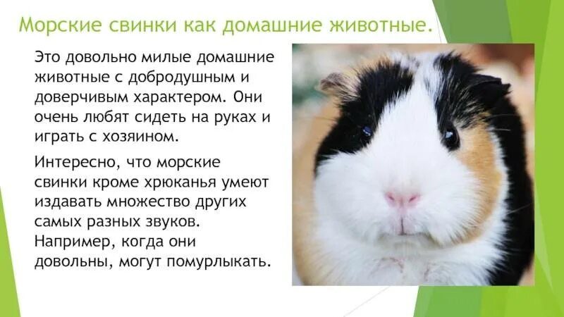Описание морской свинки. Рассказ о морской свинке. Интересные факты о морских свинках. Сообщение о живом уголке. Рассказ о морской свинке.