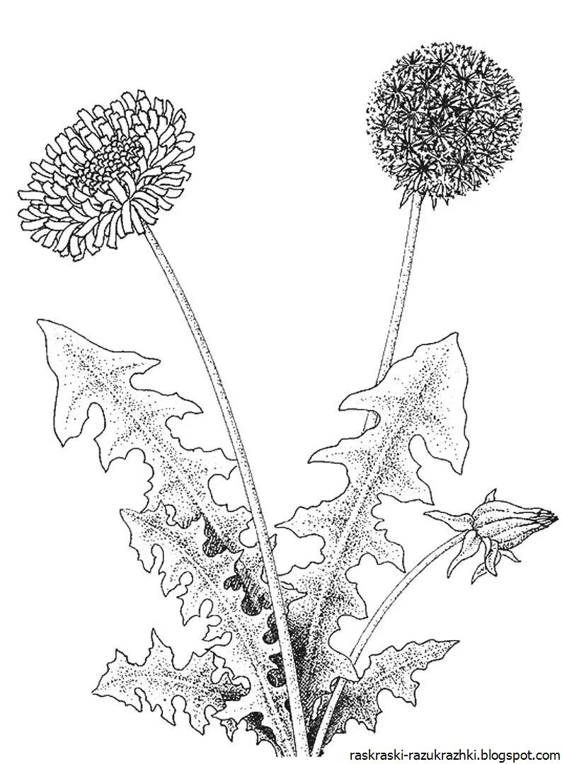 Одуванчик раскраска. Одуванчик раскраска для детей. Одуванчик цветок раскраска. Одуванчик рисунок.