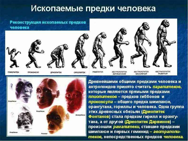 Основные этапы эволюции человека дриопитек. Антропогенез этапы эволюции человека. Эволюция человека дриопитек австралопитек. Этапы эволюции человека,хомо сапиенс. Прямой предок человека