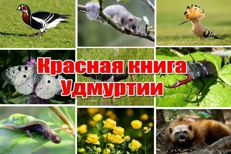 Красная книга удмуртии животные. Исчезающие животные Удмуртии. Животные красной книги Удмуртии. Растения и животные красной книги Удмуртии. Краснокнижные животные Удмуртии.