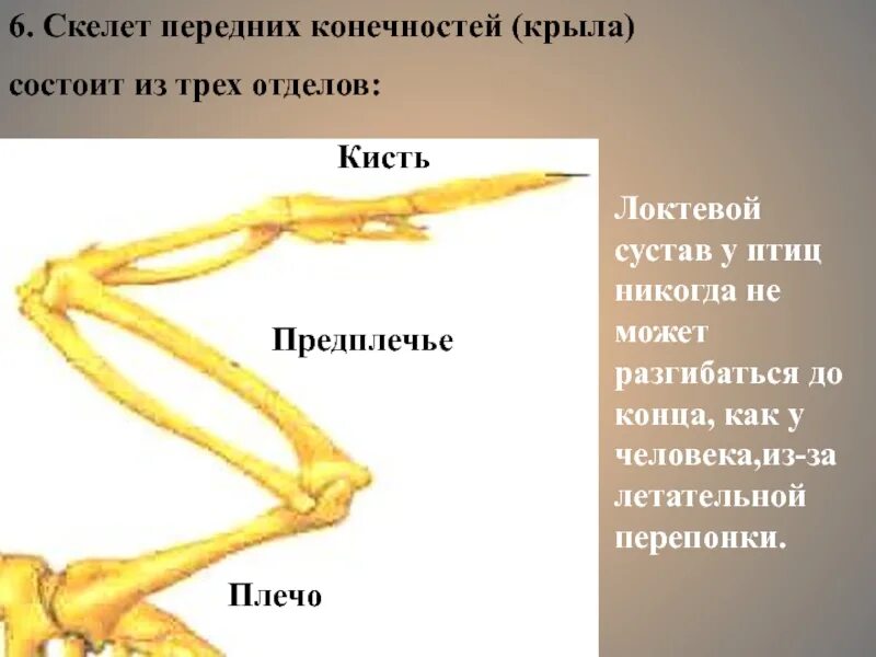 Кости пояса задних конечностей у птиц. Скелет птицы пояс задних конечностей. Пояс передней конечности скелет птицы. Строение пояса верхних конечностей птиц.