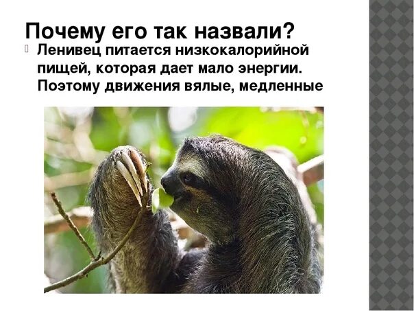 Почему ленивец. Ленивец презентация. факты о ленивцах. ленивец интересные факты. ленивец краткое описание.