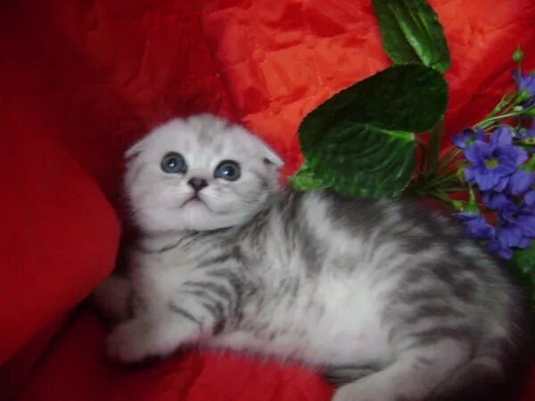 шотландцы котята. ульяновский питомник шотландских кошек. шотландские котята в москве. шотландские котята в москве. вислоухие котята играют.
