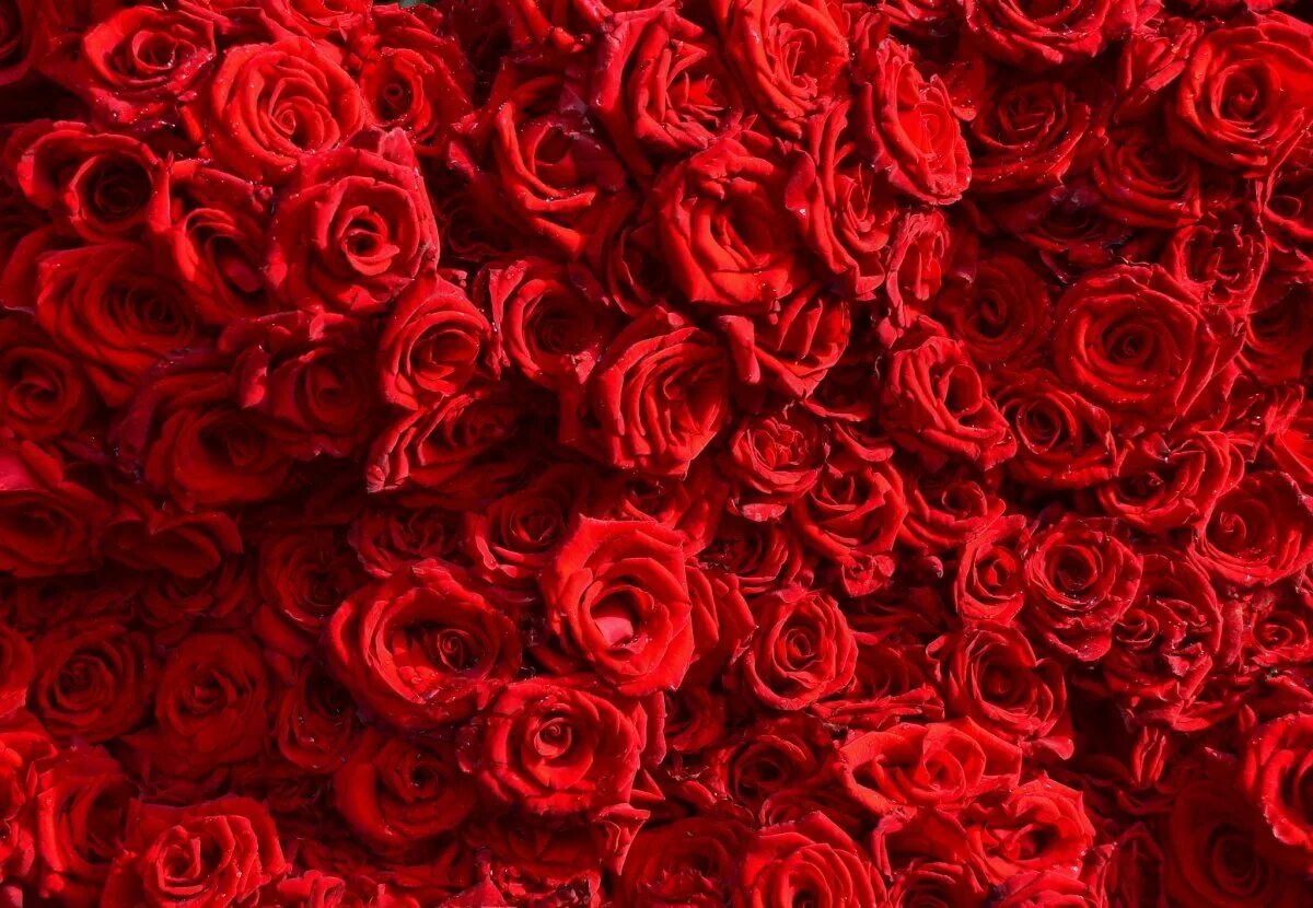 Красные розы. Цветы розы красные. Розы фон. Красный цвет.