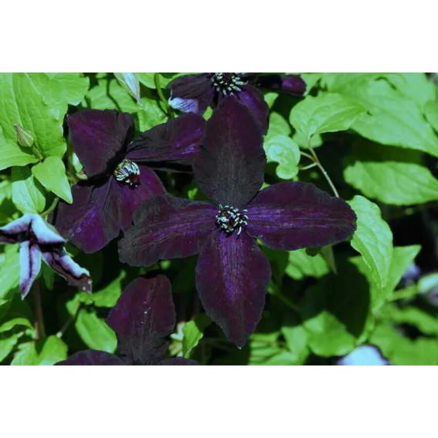 клематис (сорт dark eyes. клематис дарк. клематис дарк айс 'dark eyes'. клематис дарк. клематисы clematis clematis dark eyes.