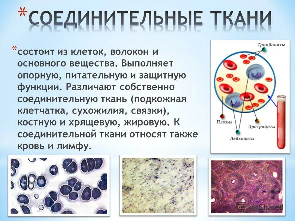 Ткань выполняющая опорную функцию организма