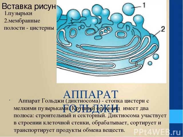 Транспорт в мембранной упаковке. Упаковка веществ в мембранные пузырьки. Упаковка веществ в мембранные пузырьки. Модификация поступивших органических веществ. Упаковка веществ в мембранные пузырьки.