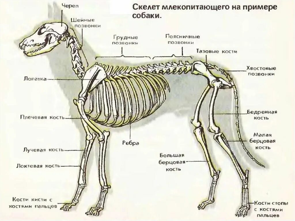 Класс млекопитающие отделы позвоночника. Скелет млекопитающих схема биология 7 класс. Скелет млекопитающего 7 класс биология. Строение скелета млекопитающегого. Отделы и кости скелета собаки.