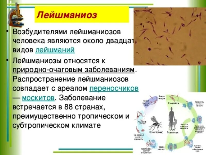 Лейшманиоз кожный инфекционные болезни. Симптомы болезни лейшманиоз. Лейшманиоз источник инвазии. Лейшмания болезнь пути заражения.