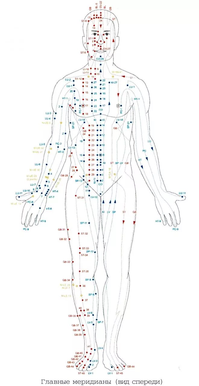 Точка спереди. Акупунктура меридианы китайская медицина. Акупунктура меридианы тела человека схема. Точки акупунктуры на теле человека атлас. Схема 12 меридианов акупунктуры.