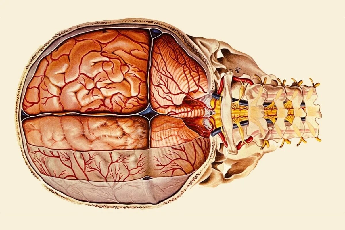 Пластина мозга. ТМО твердая мозговая оболочка. Паутинная оболочка головного мозга анатомия. Оболочки мозга топографическая анатомия. Паутинная оболочка мозга препарат.