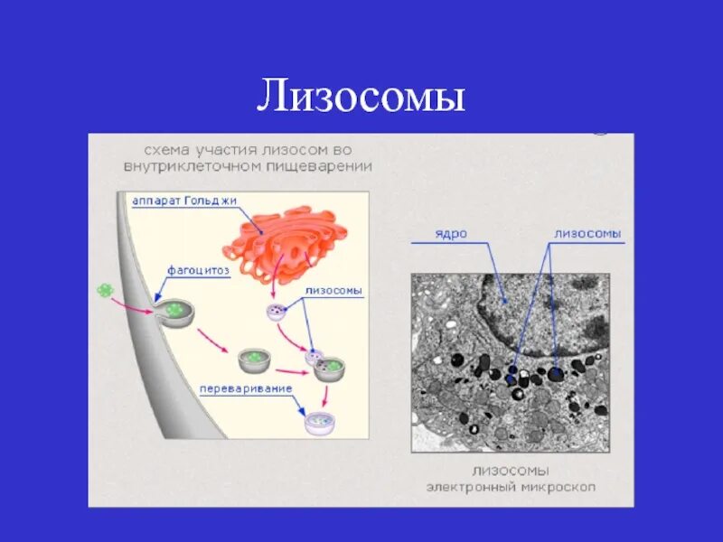 Лизосомы переваривание