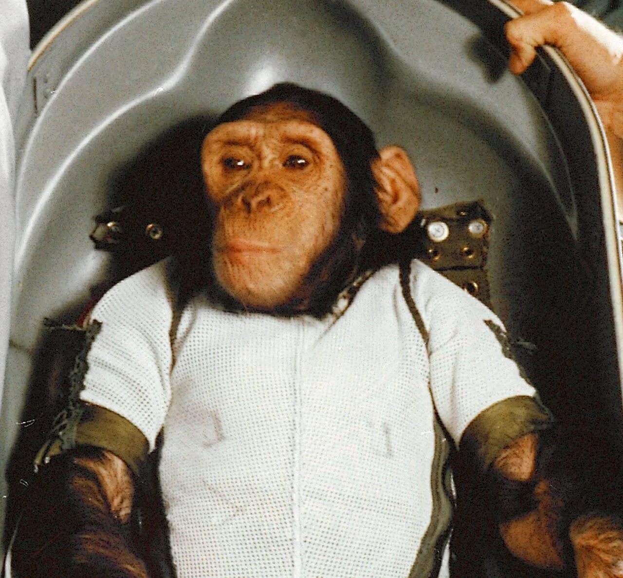 Обезьяны первыми полетели в космос. Шимпанзе Хэм космонавт.