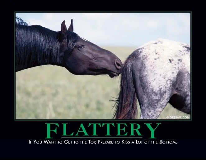 To flatter someone. Мемы с лошадьми. лошадь юмор. ржачная лошадь. flattery.