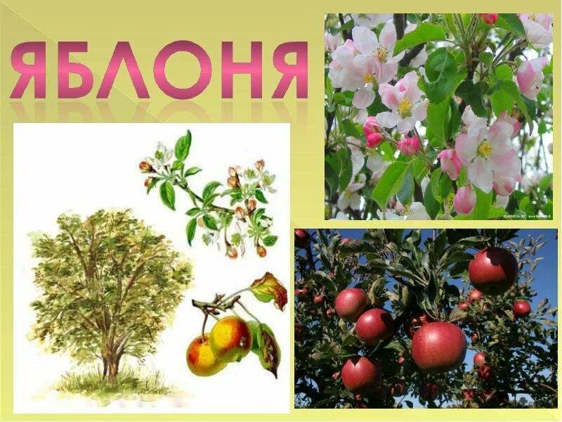 Стихи о цветущих яблонях. Про яблони детям. Стих про яблоню в цвету для детей. Сообщение о яблоне. Яблоко информация.