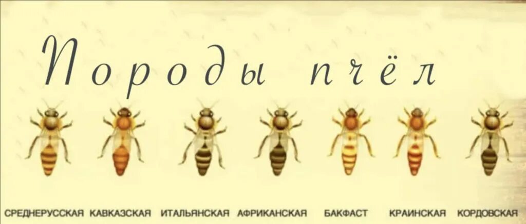 Сколько пчелы дают. Как отличить породы медоносных пчел. Породы пчел в России названия. Породы пчел таблица. Как определить какая порода пчел.