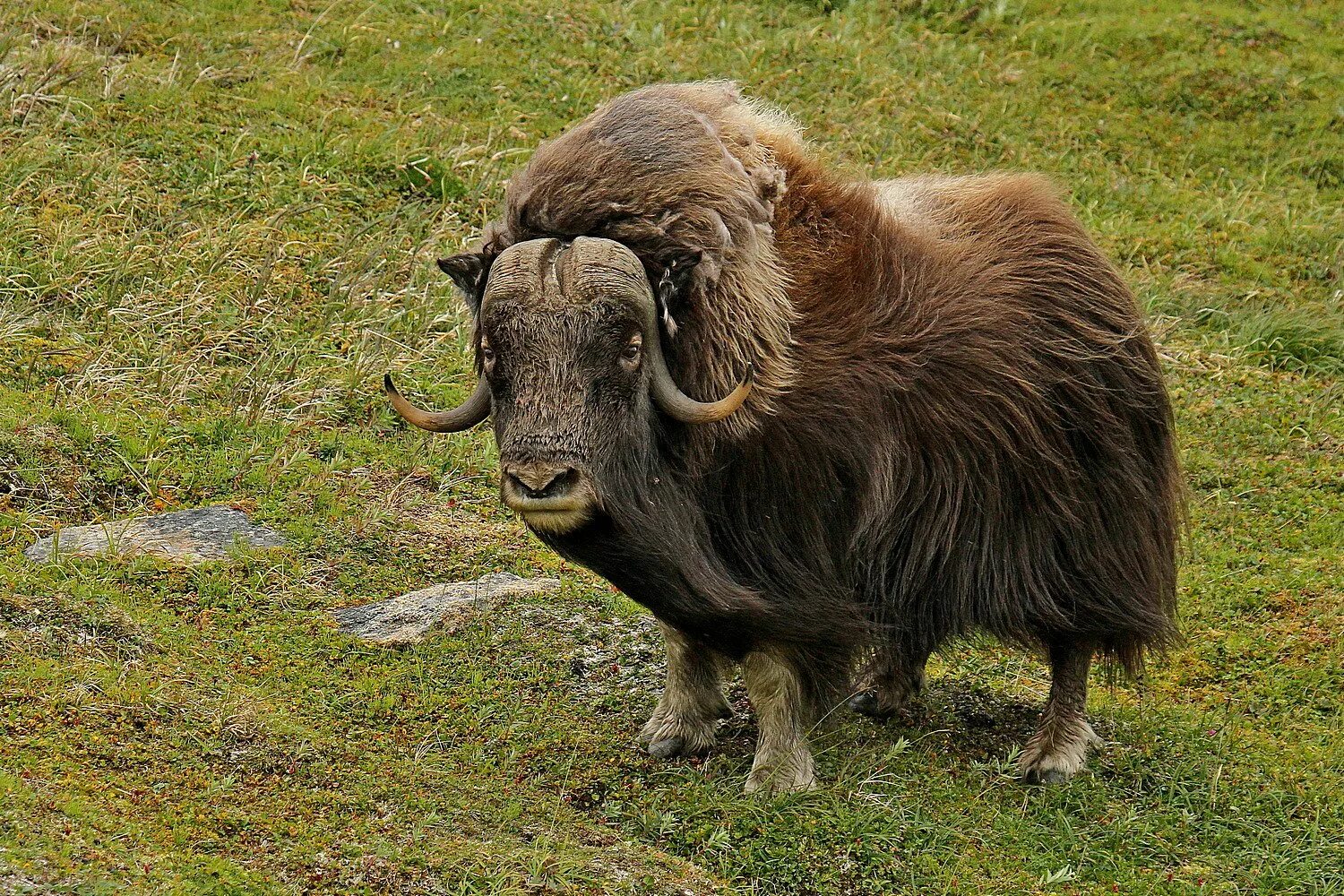 овцебык в арктике. мускусный овцебык. мускусный овцебык канады. мускусный овцебык. мускусный бык (овцебык).