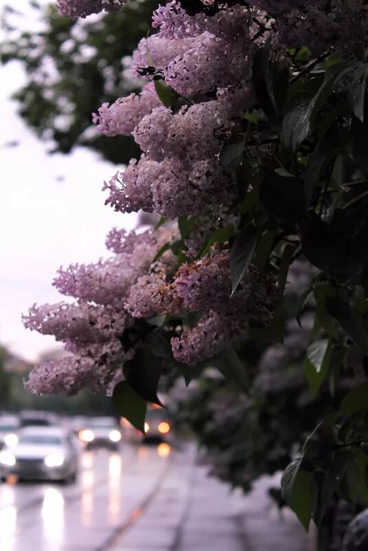 Сирень дождь. Сирень в шахматово. Сирень под дождем. Сирень гроза. Сирень в росе.