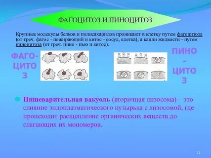 Для растительной клетки характерен фагоцитоз