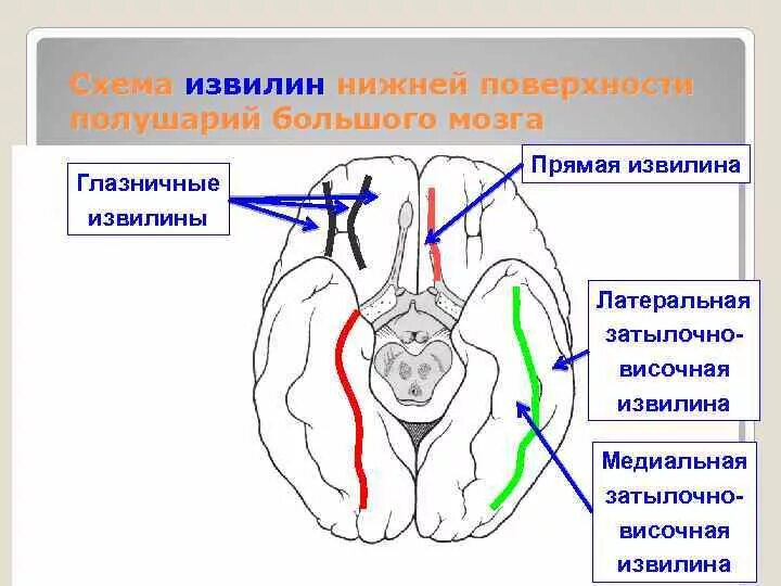 Нижняя поверхность мозга. Базальная поверхность головного мозга извилины. Борозды и извилины нижней поверхности мозга. Глазничные извилины мозга. Нижняя поверхность полушарий большого мозга борозды.